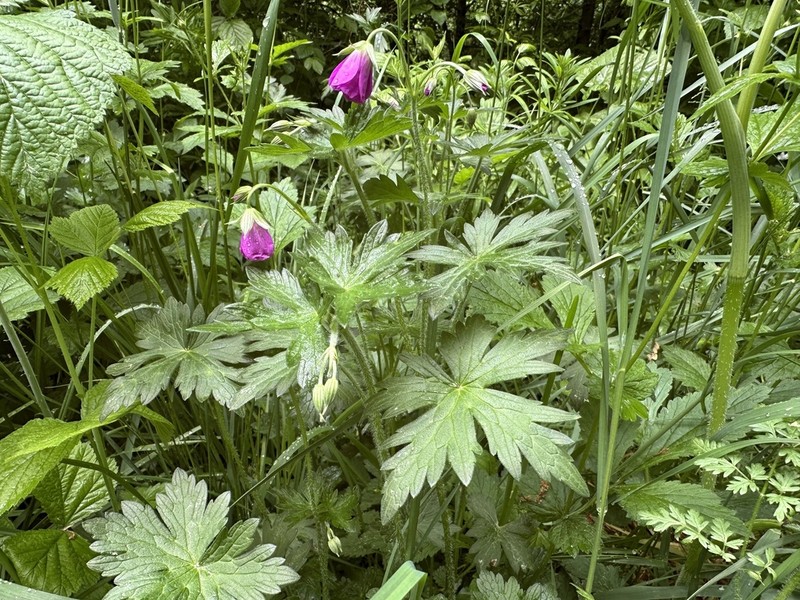Geranium palustre photo 3