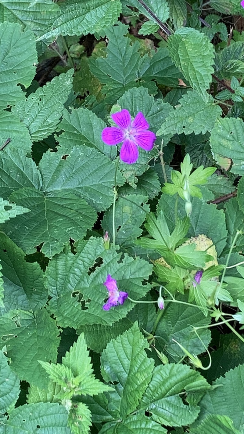 Geranium palustre photo 4