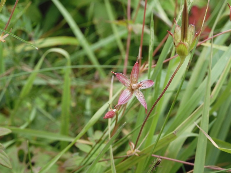 Geranium palustre photo 5