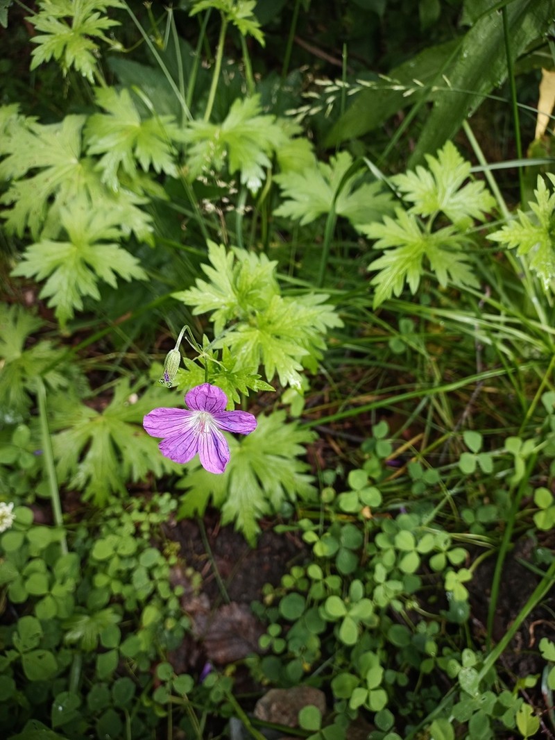 Geranium palustre photo 6