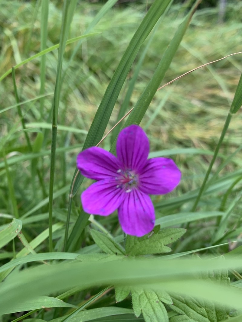 Geranium palustre photo 7