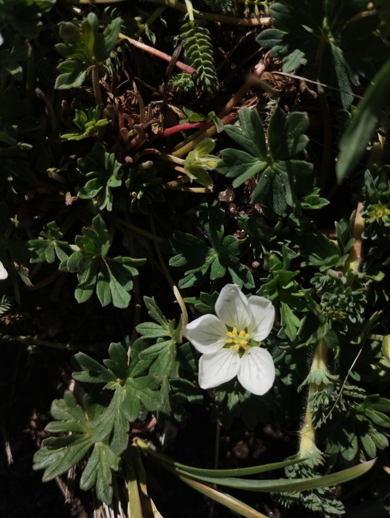 Geranium parodii