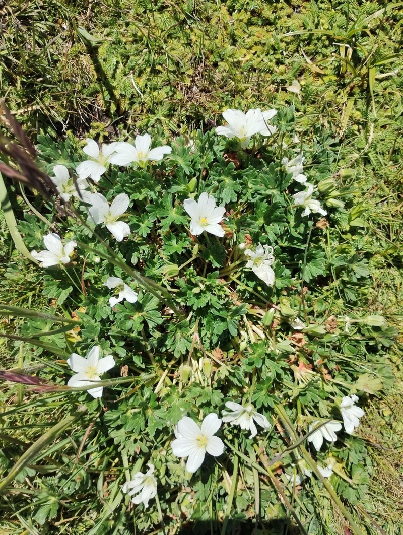 Geranium parodii photo 2