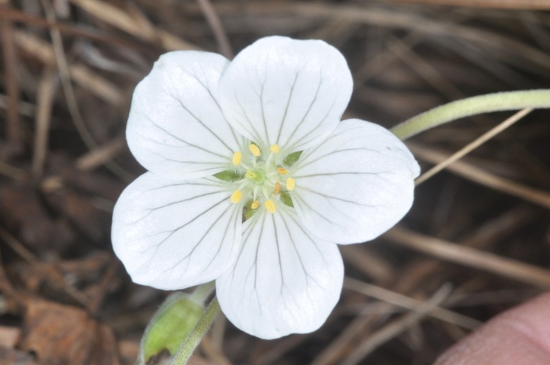 Geranium parodii photo 3