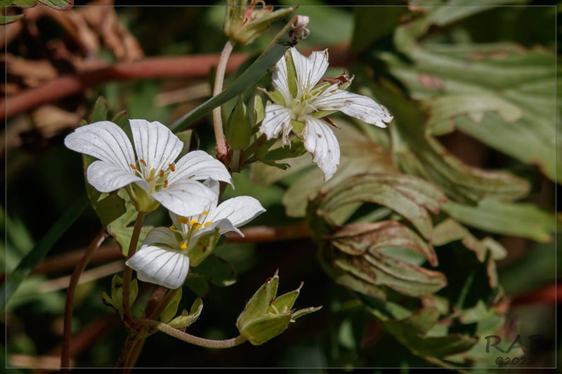 Geranium parodii photo 4