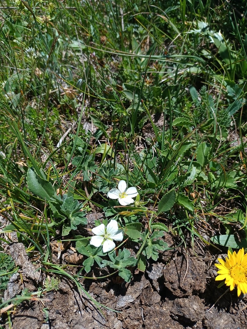 Geranium parodii photo 5