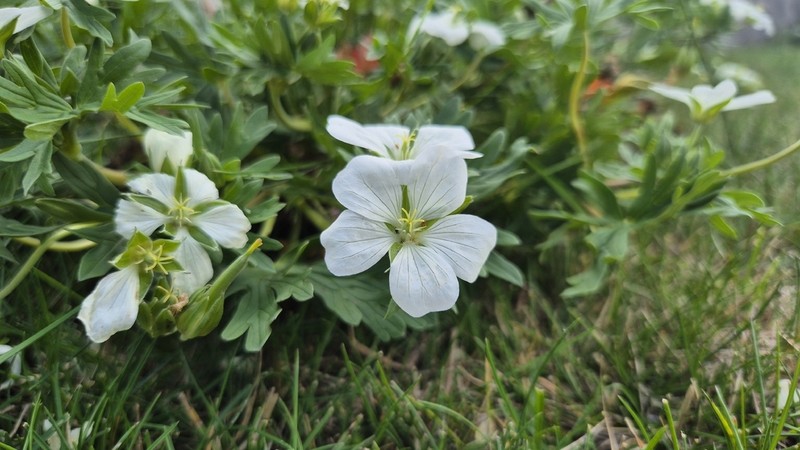 Geranium parodii photo 6