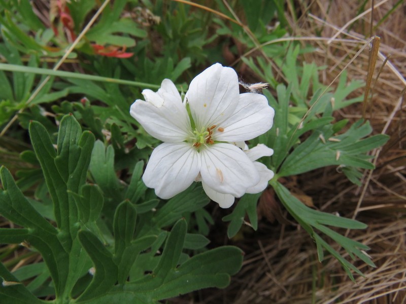 Geranium parodii photo 7