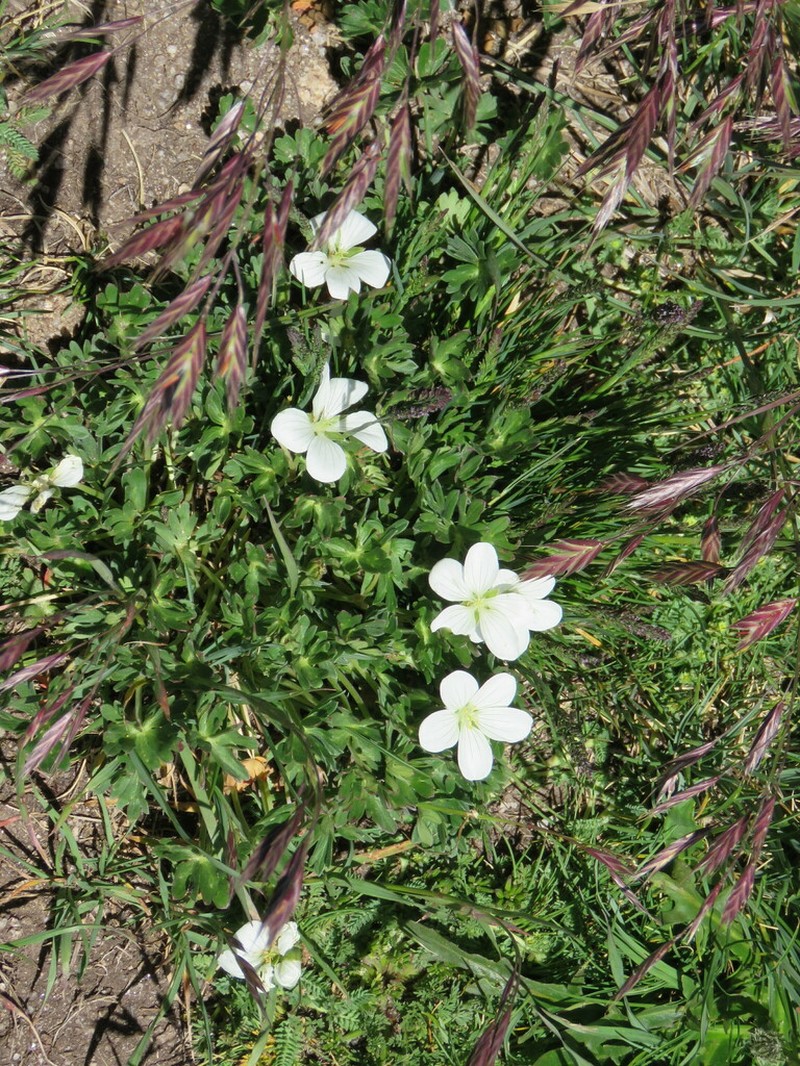 Geranium parodii photo 8