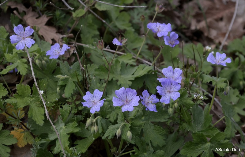 Geranium peloponesiacum