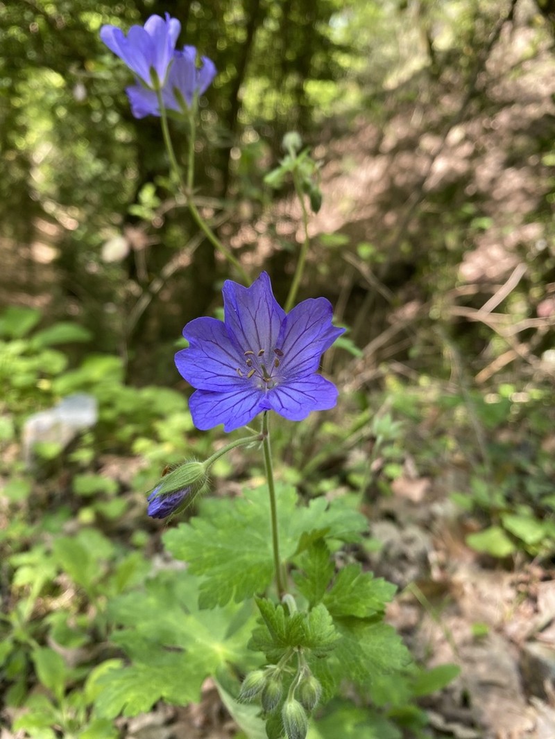Geranium peloponesiacum photo 2