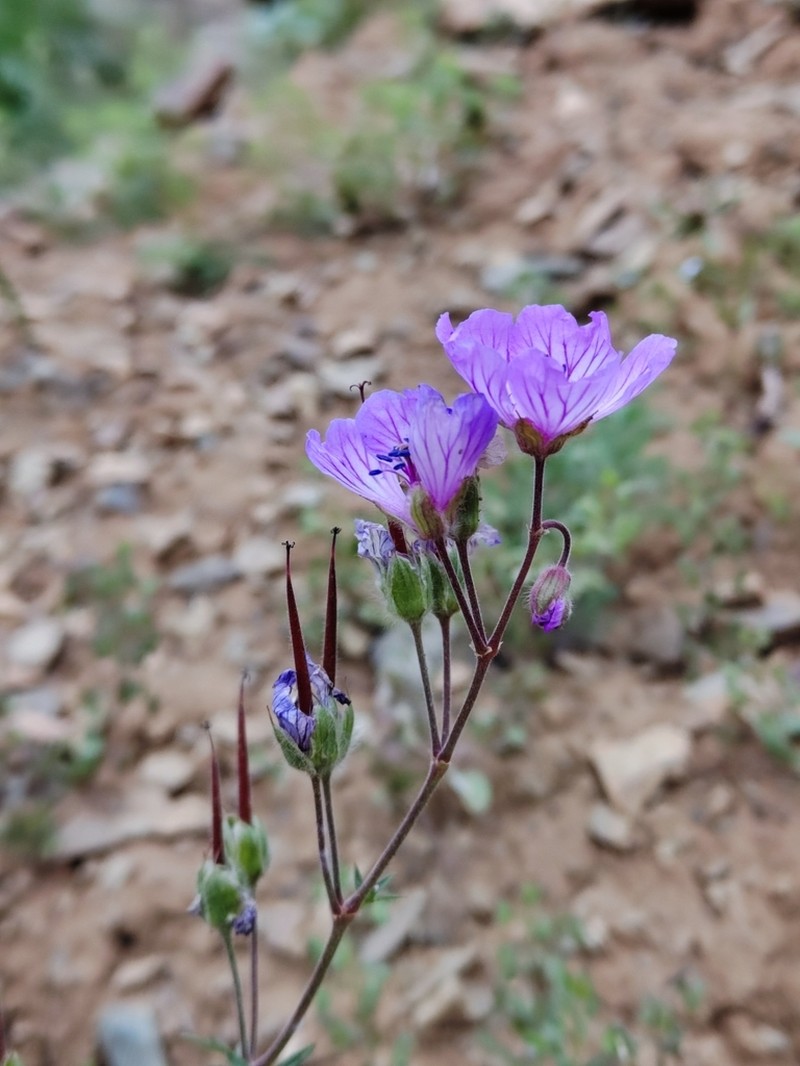 Geranium persicum