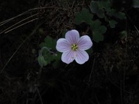Geranium peruvianum