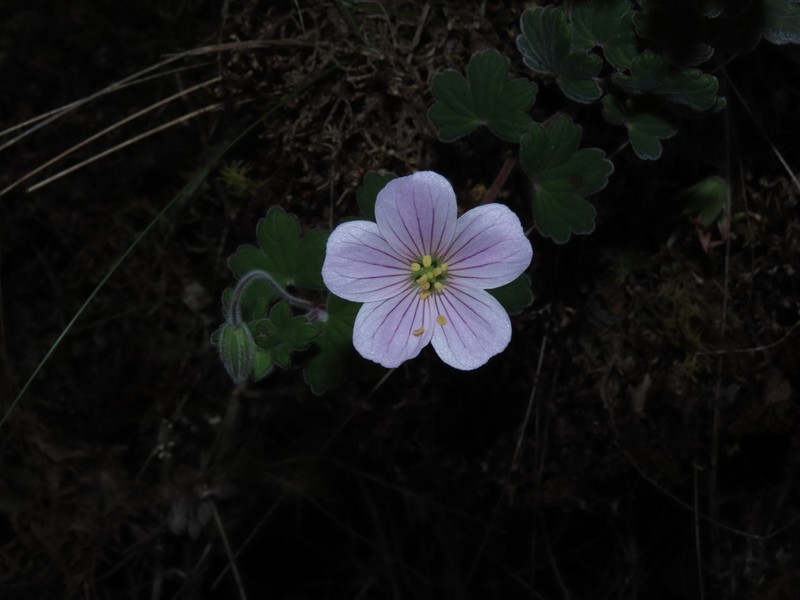 Geranium peruvianum