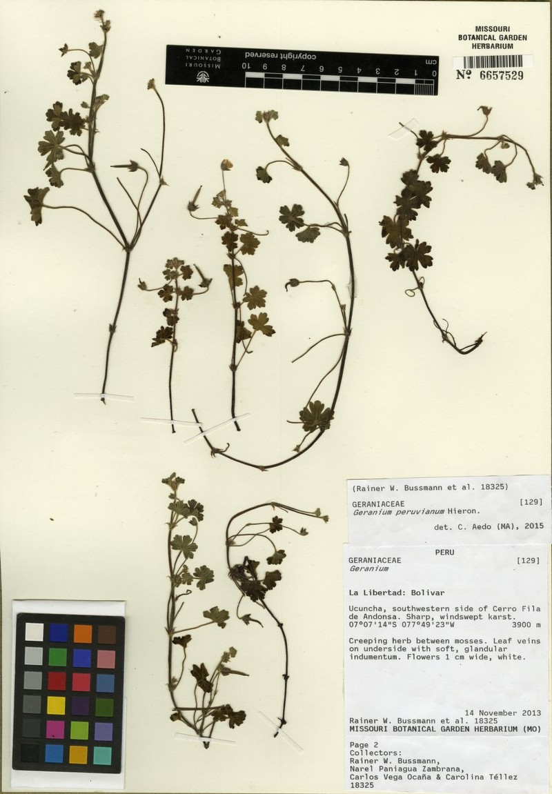 Geranium peruvianum photo 2