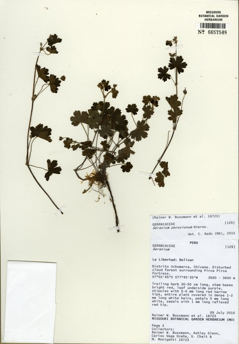 Geranium peruvianum photo 3
