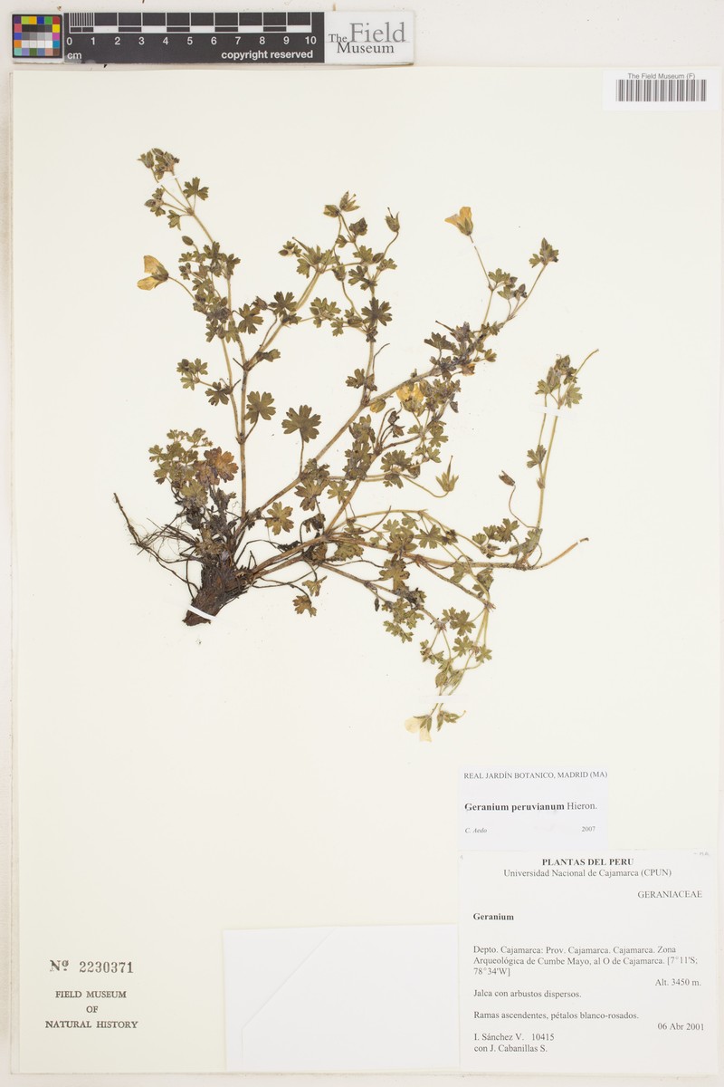 Geranium peruvianum photo 4