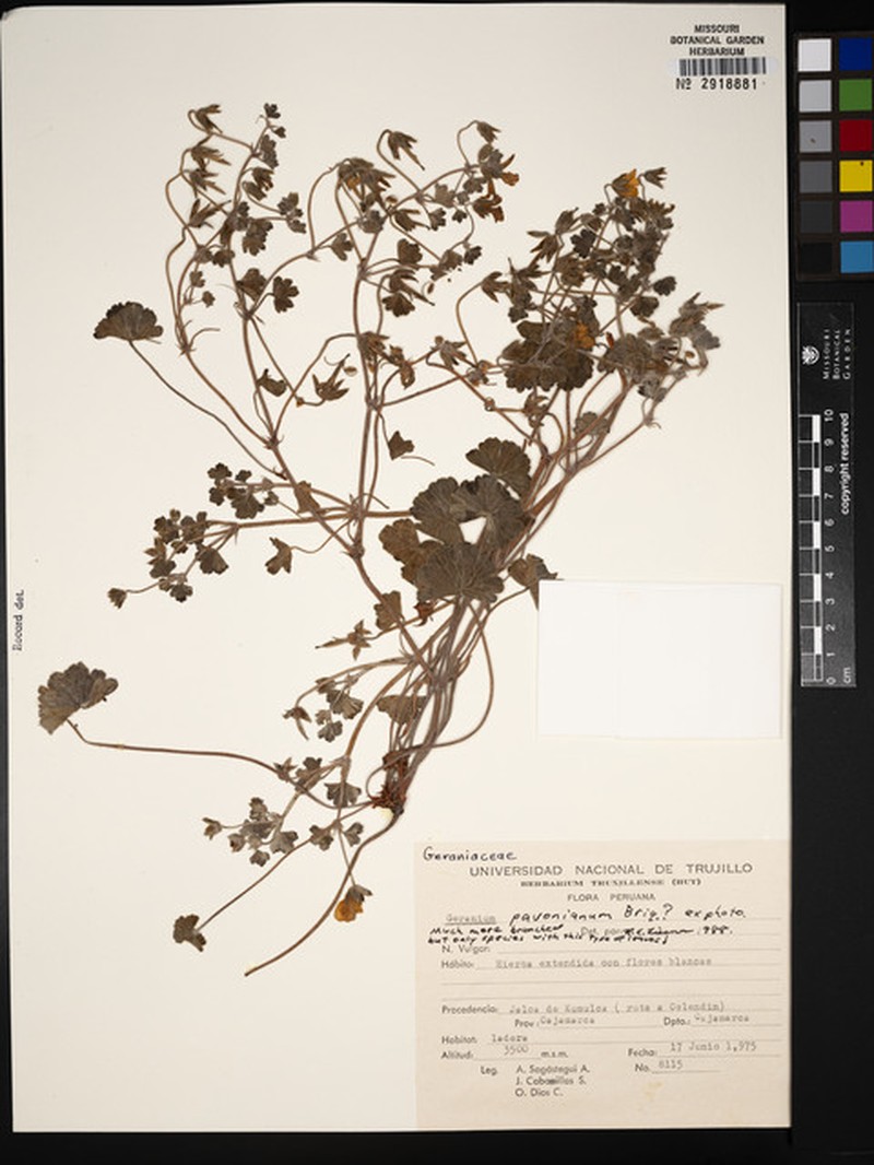 Geranium peruvianum photo 5