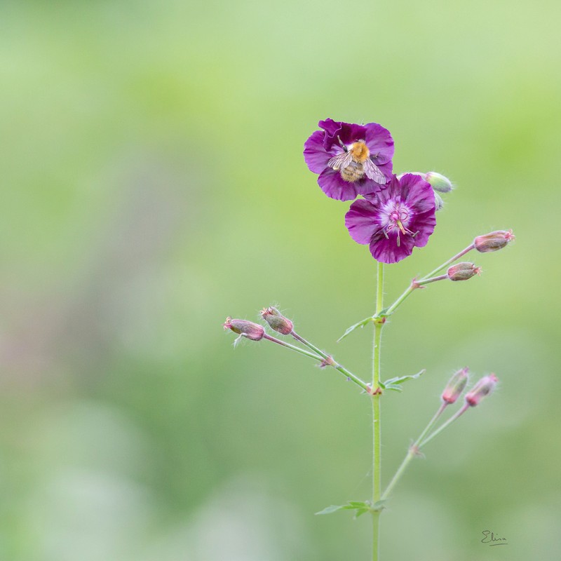Geranium phaeum photo 2