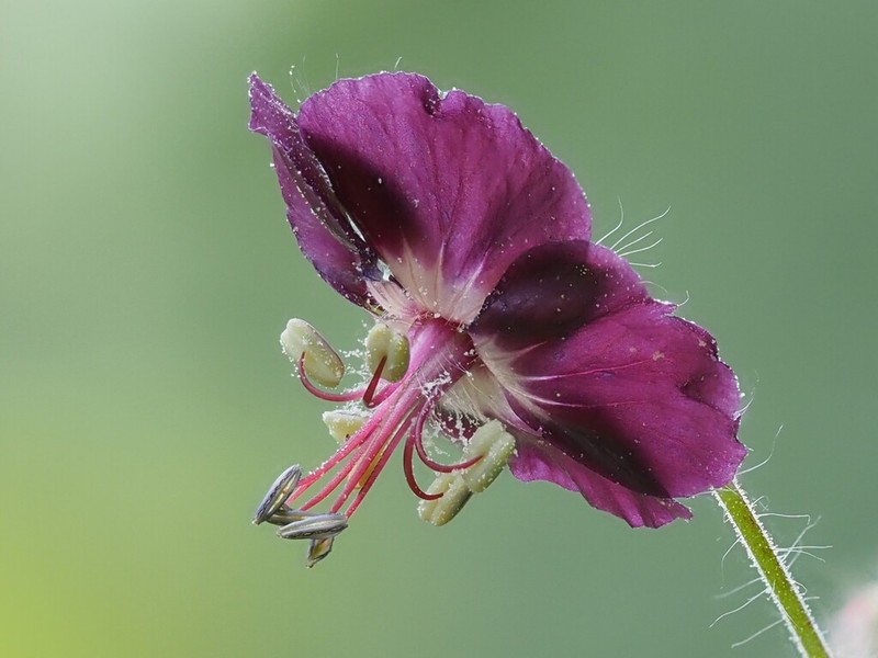 Geranium phaeum photo 3
