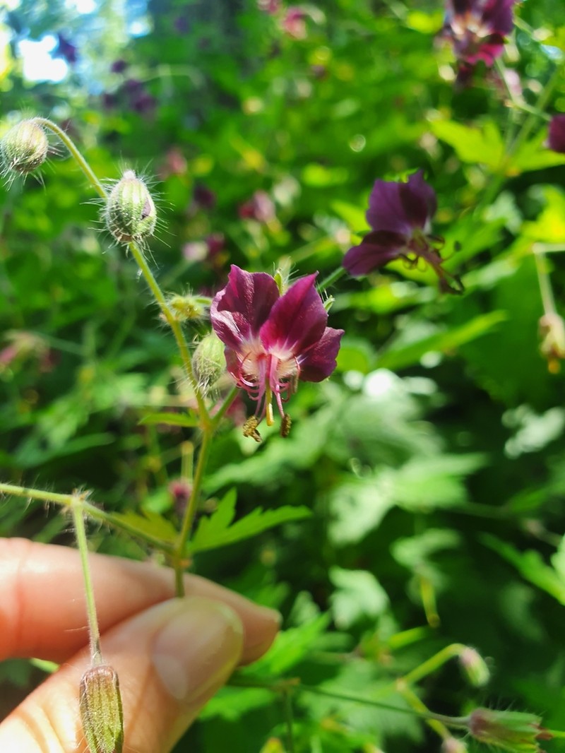 Geranium phaeum photo 4