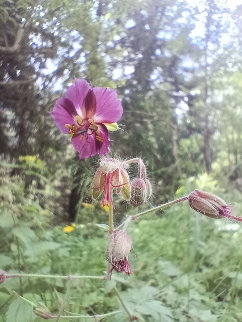 Geranium phaeum photo 5