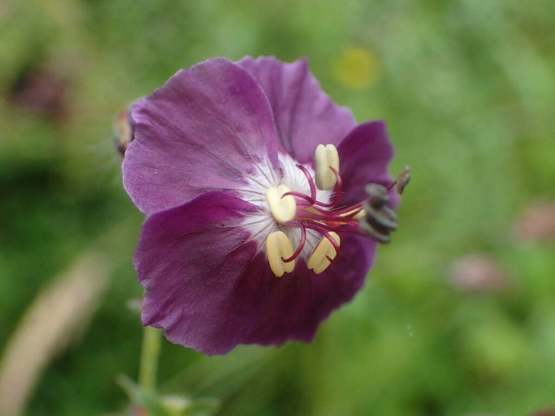 Geranium phaeum photo 6
