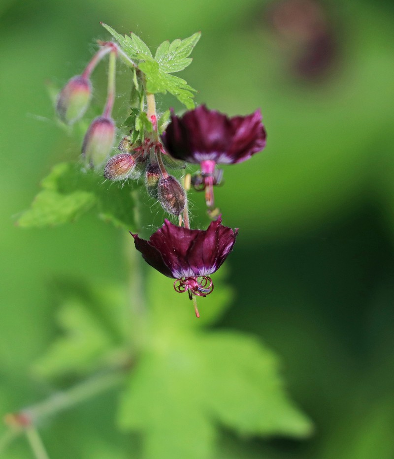 Geranium phaeum photo 7