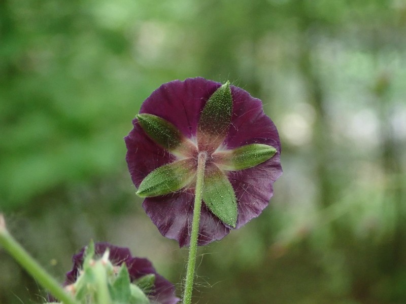 Geranium phaeum photo 8