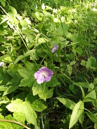 Geranium platyanthum