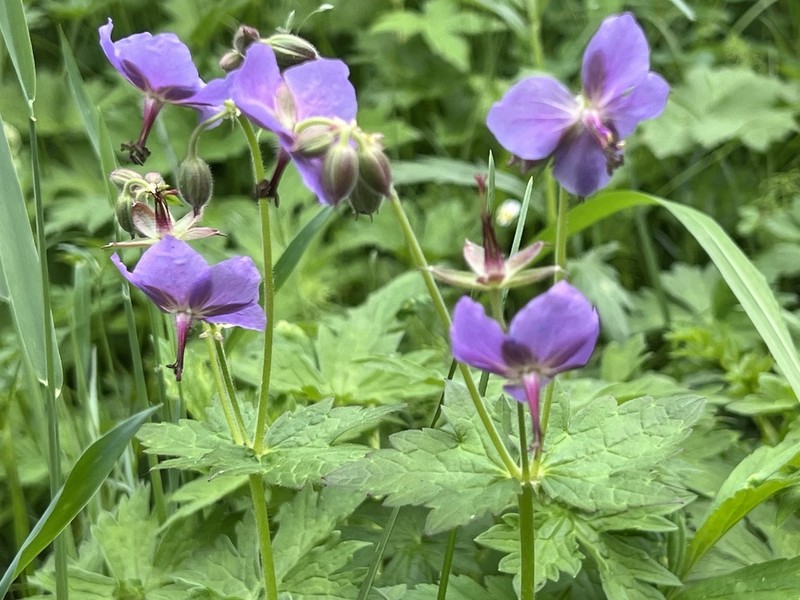 Geranium platyanthum photo 2
