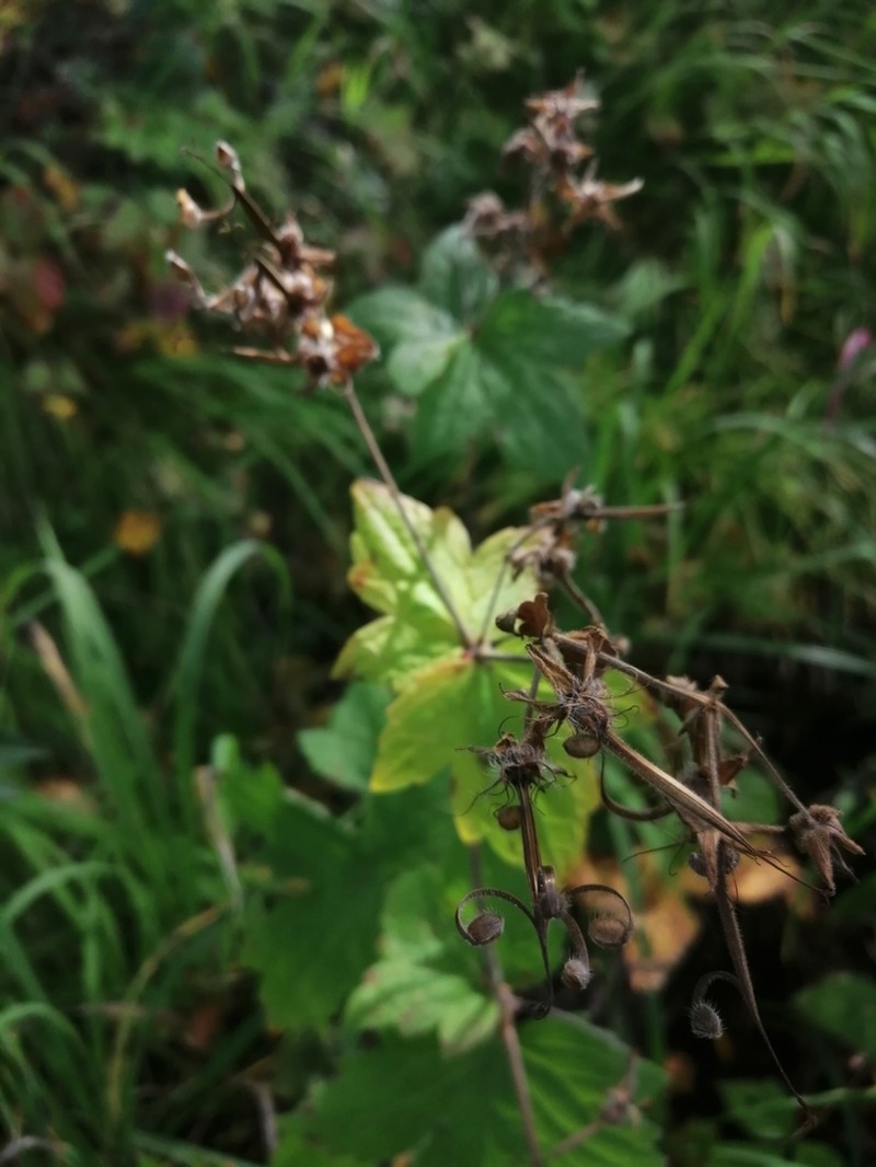 Geranium platyanthum photo 3