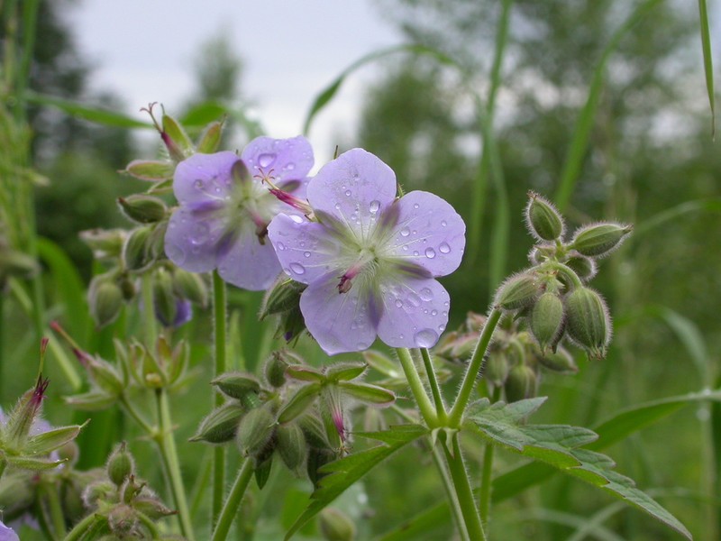 Geranium platyanthum photo 4