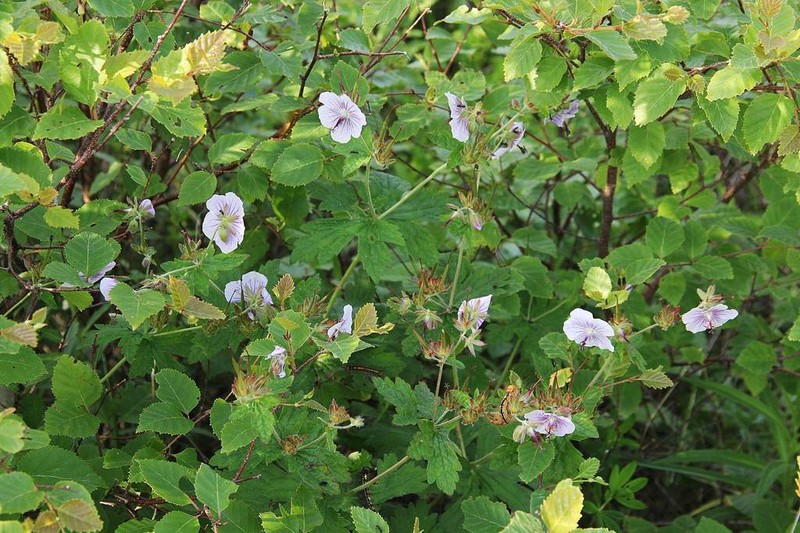 Geranium platyanthum photo 5
