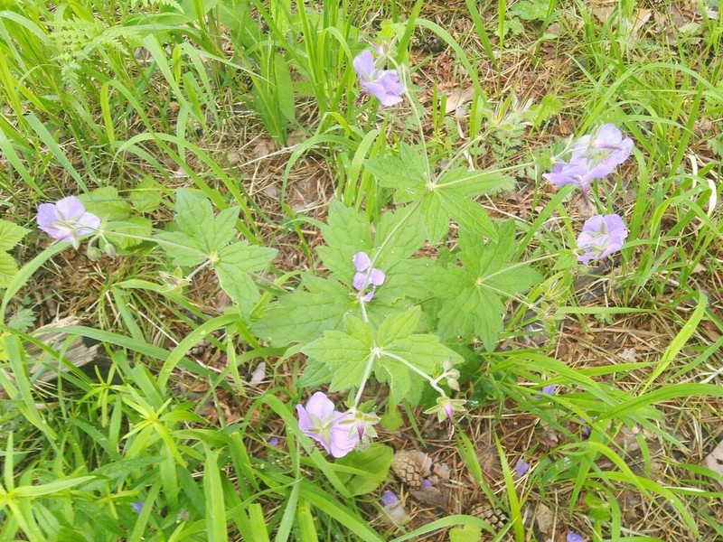 Geranium platyanthum photo 6