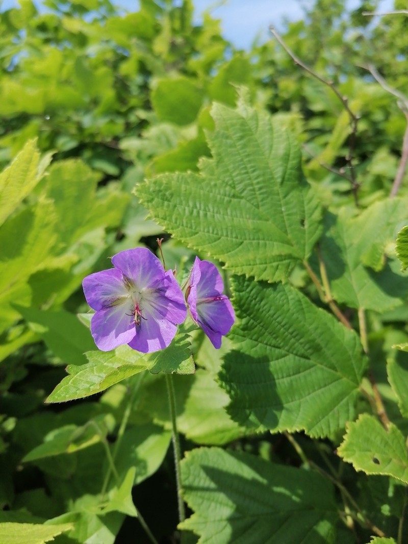 Geranium platyanthum photo 7