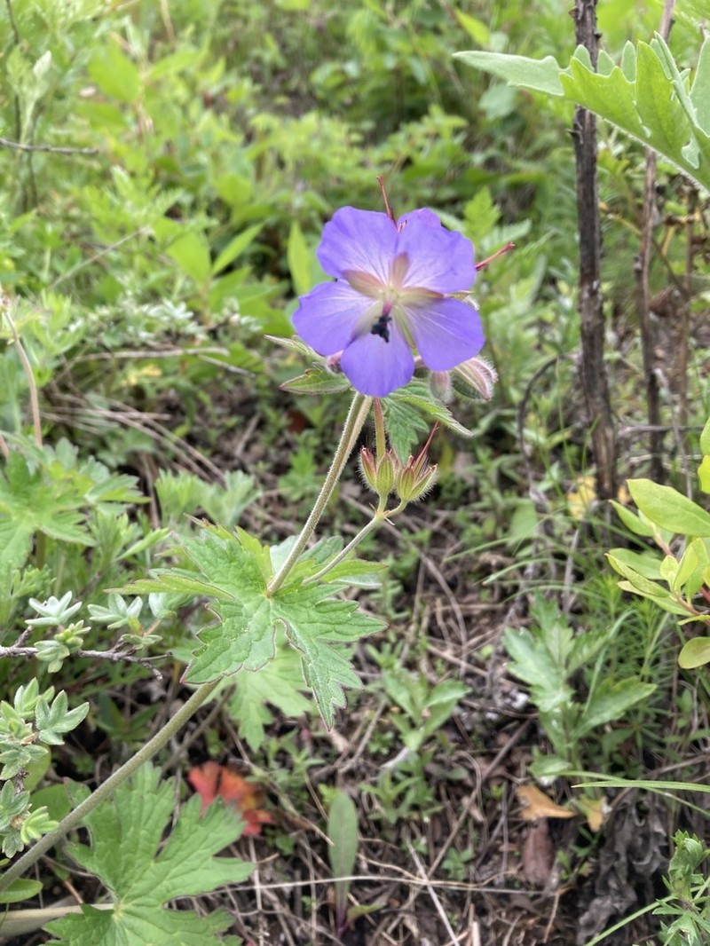 Geranium platyanthum photo 8