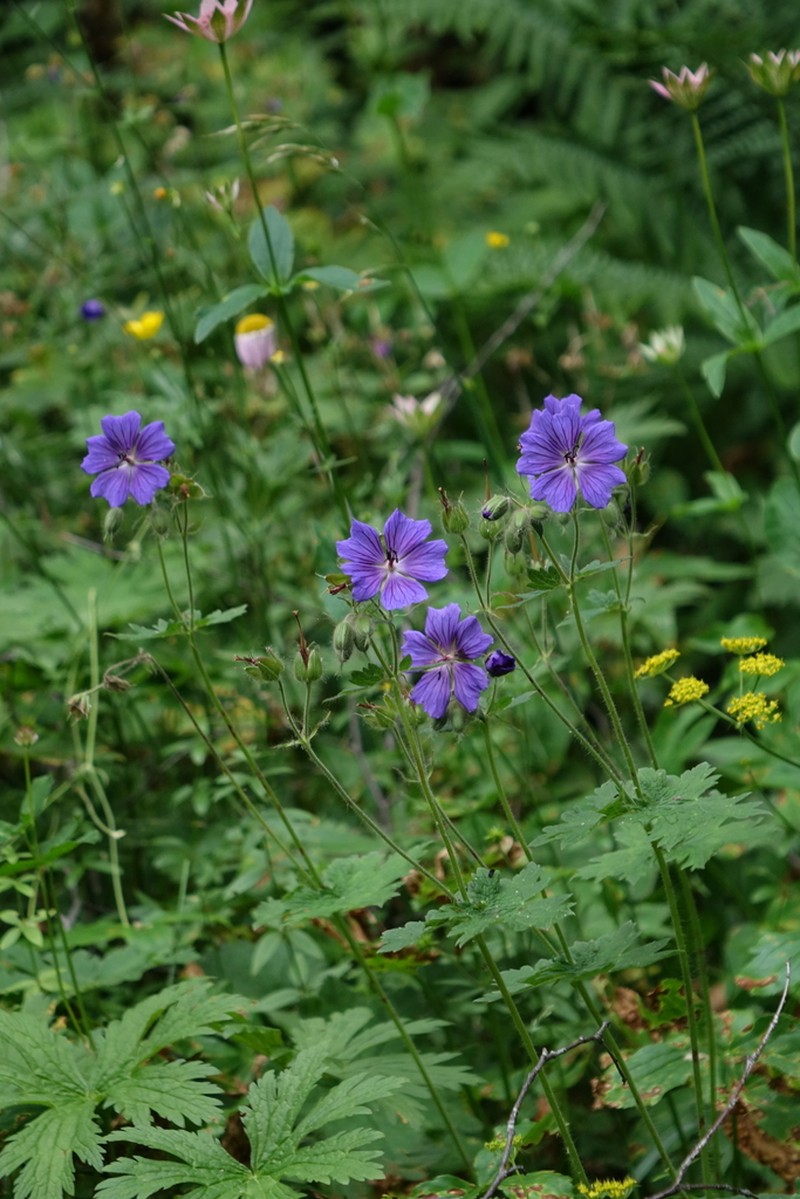 Geranium platypetalum photo 2