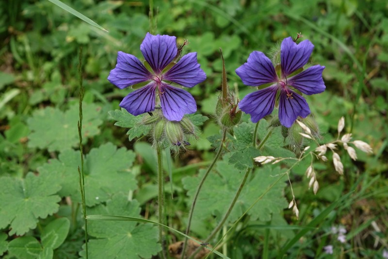 Geranium platypetalum photo 3
