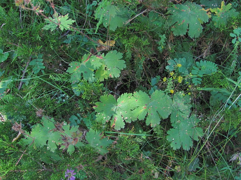 Geranium platypetalum photo 4