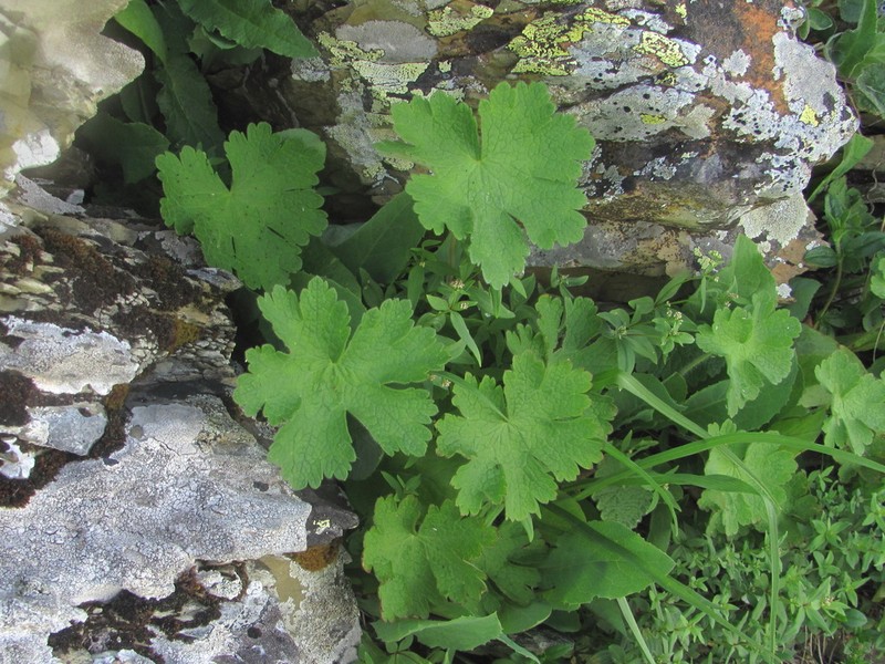 Geranium platypetalum photo 5