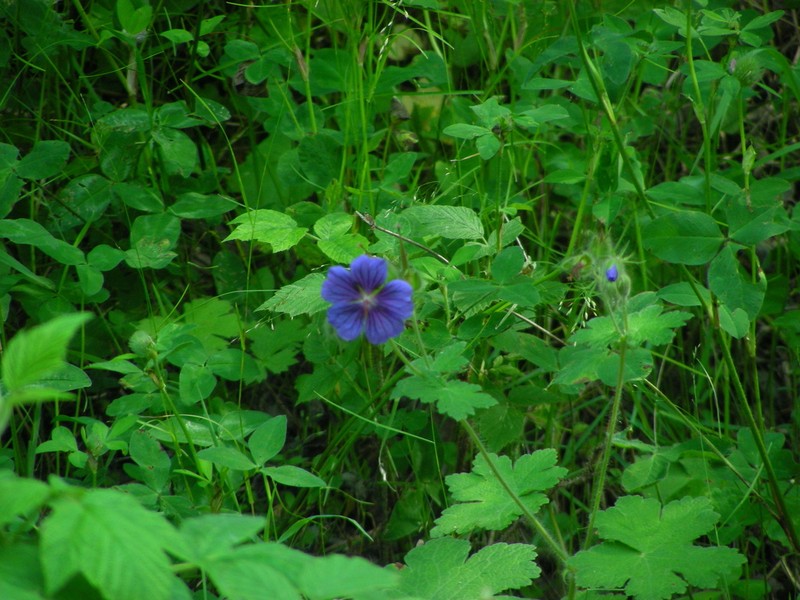 Geranium platypetalum photo 6