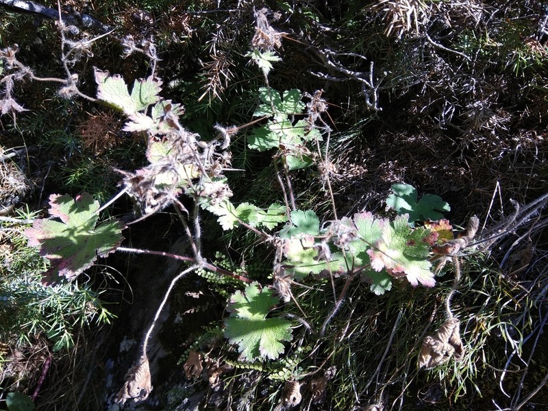Geranium platypetalum photo 7