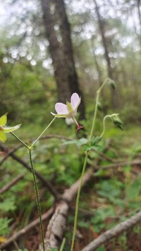Geranium pogonanthum