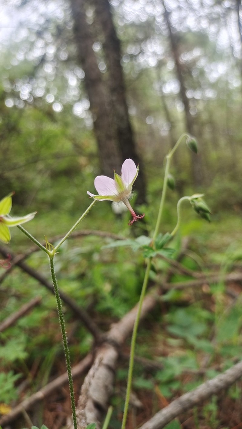 Geranium pogonanthum