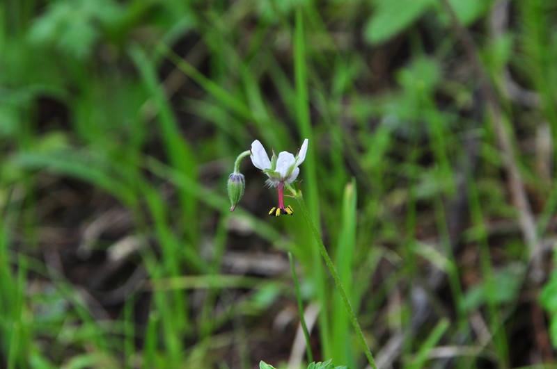 Geranium pogonanthum photo 2