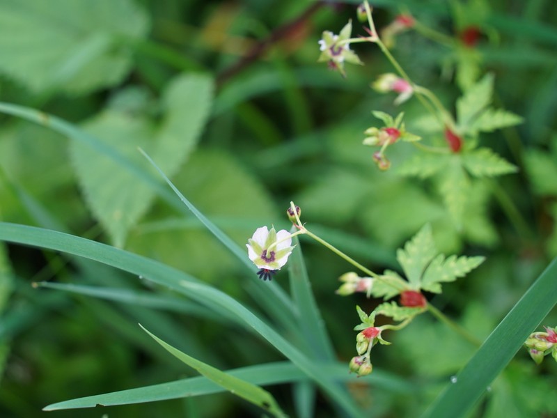 Geranium pogonanthum photo 3