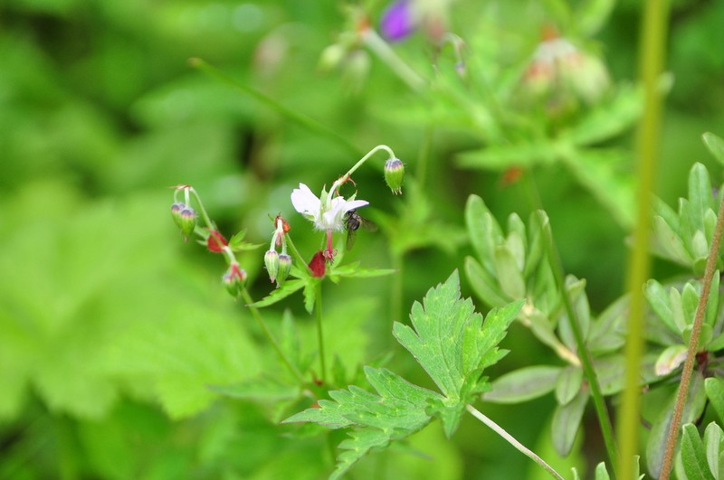 Geranium pogonanthum photo 4