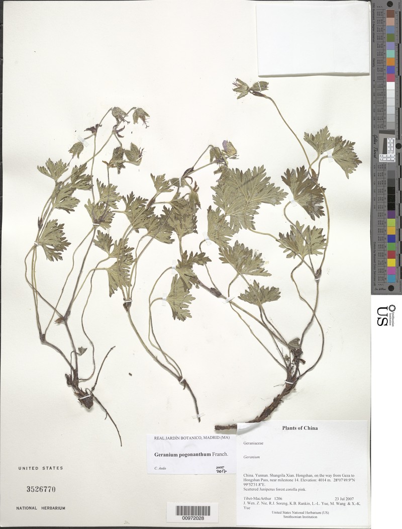 Geranium pogonanthum photo 8