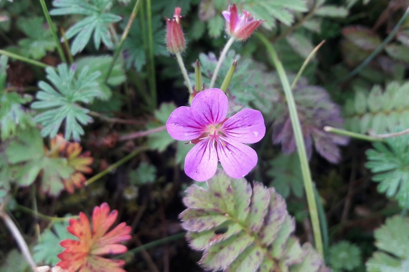 Geranium polyanthes